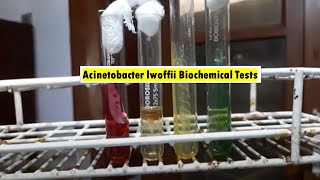 Acinetobacter lwoffii Biochemical Tests Demonstrations [upl. by Ellinnet]