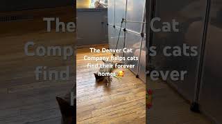 Cats for adoption at The Denver Cat Company kitty catvideos kittens martingarrix en [upl. by Lynnelle]