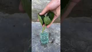 Raju nursery hydrangea flower plant hydrangea plant cating short video shorts short [upl. by Eednak]