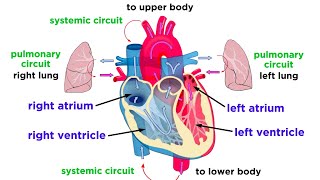 The Circulatory System Part 1 The Heart [upl. by Rednave]