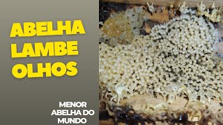 Abelha lambe olhos leurotrigona muelleri [upl. by Clancy]