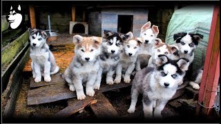 Preparing Food  Siberian Husky Eating 10 Weeks Old2018 [upl. by Waddle]