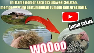 hama rumput laut gracilaria nomor satu di tambak 💯Sulawesi Selatan skalimodaluntungberkalikali [upl. by Quince921]