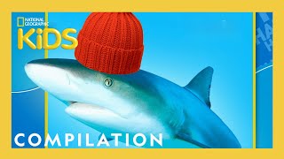 Animal Jokes for Kids 🤣  Nat Geo Kids Compilation  natgeokids [upl. by Riplex729]