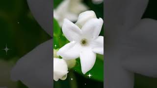 A guide to Madagascar jasmine [upl. by Rednasxela102]