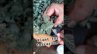 Plant for terrarium fittonia trendingshorts [upl. by Selyn]