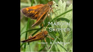 Operation Mardon Meadows saving an imperiled butterfly and its habitat [upl. by Earesed]