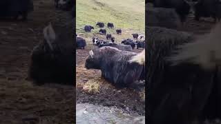 yak yakshagana tibetan tibetyak [upl. by Lemmueu]