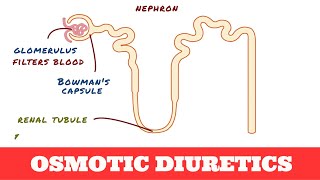 Osmotic Diuretics  Mannitol [upl. by Nali]