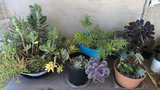 Succulent Collection Part 1 [upl. by Dexter462]