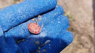 Batu delima merah 79 tahun di temui dibukit tursina metaldetecting foryou short [upl. by Ettevets]