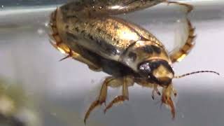 Ostracods Diving beetles Water Boatmen and a Backswimmer [upl. by Theodore]