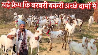 Bakra Mandi Se Sasti milegi Barbari Bakri  Habibi Goat Farm Moradabad UP [upl. by Gunzburg]