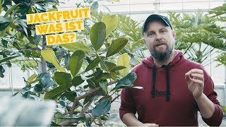 Jackfrucht  Jackfruit  Die neue Fleischalternative  Erklärvideo zum Jackfruchtbaum und Früchten [upl. by Corinna692]