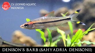 Sahyadria denisonii The CLASSICAL Red Line Torperdo Barb Leopard Aquatic U050C [upl. by Lesly]