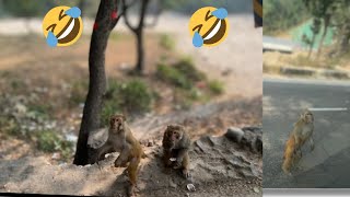 Baniya Full Fun With Monkeys🤣 Mja Aa gya😉 [upl. by Younger]