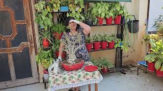 Do THIS To Your ADENIUM in FEBRUARY  FEBRUARY ADENIUM CARE TIPS DESERT ROSE CARE IN FEB [upl. by Fusco305]