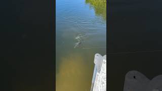 Gator Trout using white bait [upl. by Iinden963]