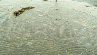 Chincoteague flooding from remnants of Ian brings jellyfish into parking lot in Virginia [upl. by Cibis]