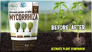 Arbuscular Mycorrhiza  Fungal Symbiosis Plant Nutrition amp Soil Fertility [upl. by Assiluy]