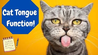 How Does A Cats Tongue Work [upl. by Franck]