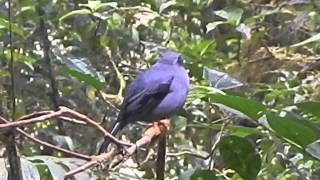 Black Faced Solitaire singing [upl. by Vogel]