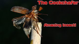 Amazing Insects The Cockchafer [upl. by Airekahs]