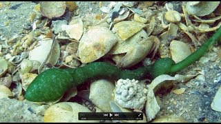 What on Earth is this Bizarre Underwater Creature GREEN SPOON WORM [upl. by Akcebar]