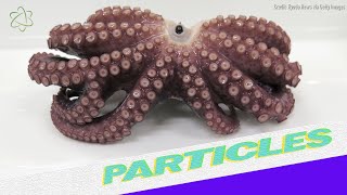 Rare 9Armed Octopus Found [upl. by Niarda499]