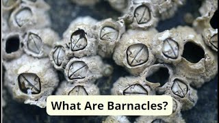 What Are Barnacles [upl. by Antipas980]