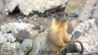 Chirping Groundhog [upl. by Roderica]