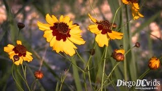 Coreopsis tinctoria  Plains coreopsis Asteraceae Margaridinhaescura [upl. by Ainej]