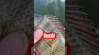 Nasty spines fishing outdoors vlog shorts tilapia arizona phoenix pondfishing shorefishing [upl. by Ahsin]