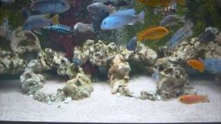 AFRICAN RIFT LAKE CICHLIDS TANK 1209 [upl. by Antipus37]