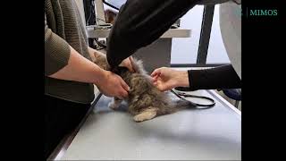 2de vaccinatie kittens [upl. by Etrem]