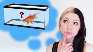 HOW TO SET UP A GOLDFISH TANK [upl. by Starlene]