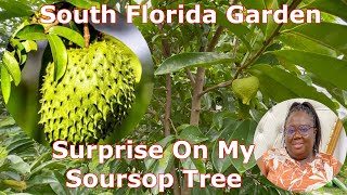 South Florida Garden  Surprise On My Soursop Tree [upl. by Yelnahs]