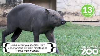 Five Fast Facts Babirusa [upl. by Carley]