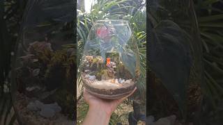 Closed Terrarium Available now only in Dehradun Whatsapp on 7078792436 terrarium dehradun diy [upl. by Stead]