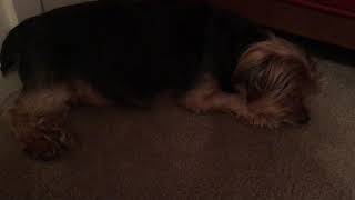 Yorkie Trachea Collapse Labored Breathing [upl. by Orpah254]