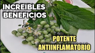 Hierba Mora Excelentes Beneficios para tratar Dermatitis Inflamaciones antidiabética antiséptica [upl. by Sillyhp]