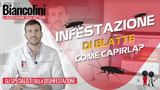 ❓​❓Come capire se ho un infestazione di blatte in casa  Domande e risposte con il Dott Biancolini [upl. by Neelik]