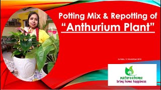 Potting Mix amp Repotting of Anthurium indoorplants homegarden [upl. by Ginger300]