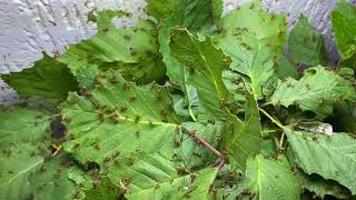 Atta cephalotes bicolor  time laps cutting leaves [upl. by Blondy]