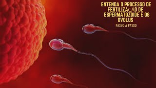 Entenda o Processo de fertilização de espermatozoides com óvulos [upl. by Hestia]