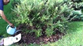 Fertilize Snowmound Spirea Shrub  Episode 2 howtofertilize [upl. by Joni]