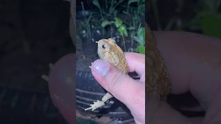 Catch a toad funny videos youtubeshort wildfrog shortvideo nature frog [upl. by Ardnyk730]