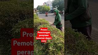 Proses perapian tanaman depan ruko [upl. by Elon]