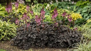 Astilbe Dark Side of the Moon  Walters Gardens [upl. by Touber454]