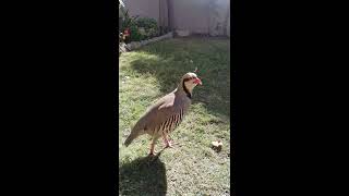 Chukar Chakor bird male Call  Sound  Voice  Singing [upl. by Mose]